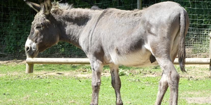 Ausflug mit Kindern - Kaltenengers - Wild-Freizeitpark-Westerwald