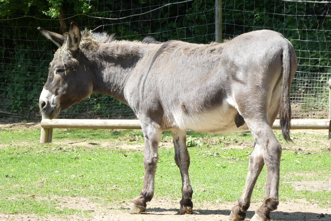 Ausflugsziel: Wild-Freizeitpark-Westerwald