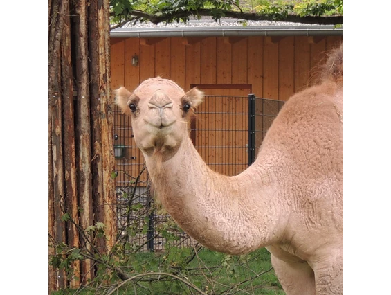 Ausflugsziel: Zoo Landau in der Pfalz