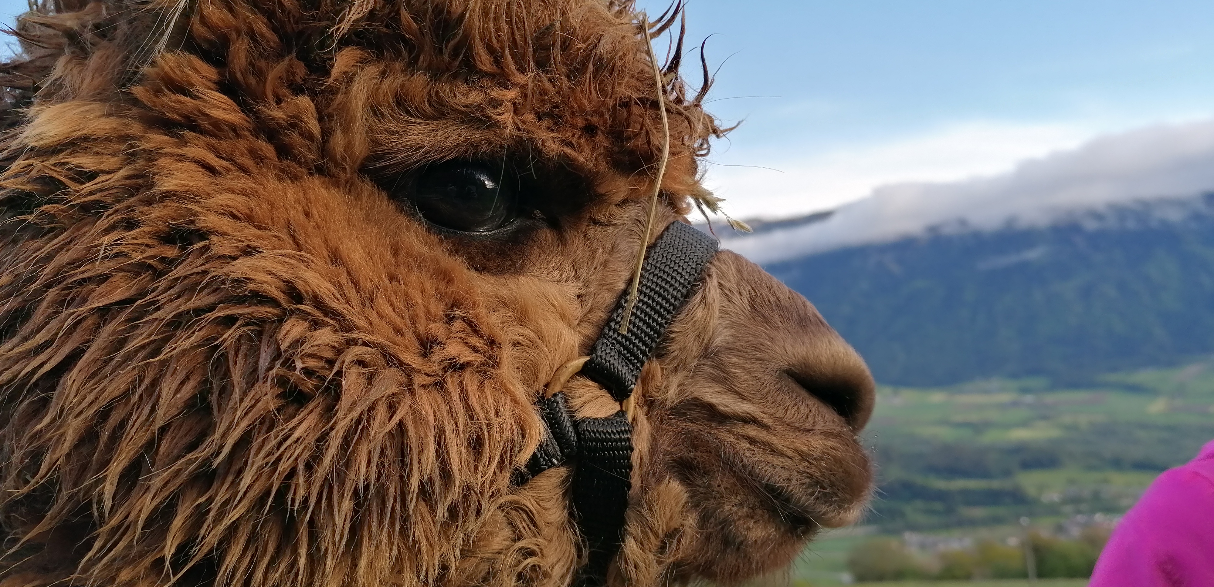 Ausflug mit Kindern - Weißpriach - ALPAKAWANDERUNG