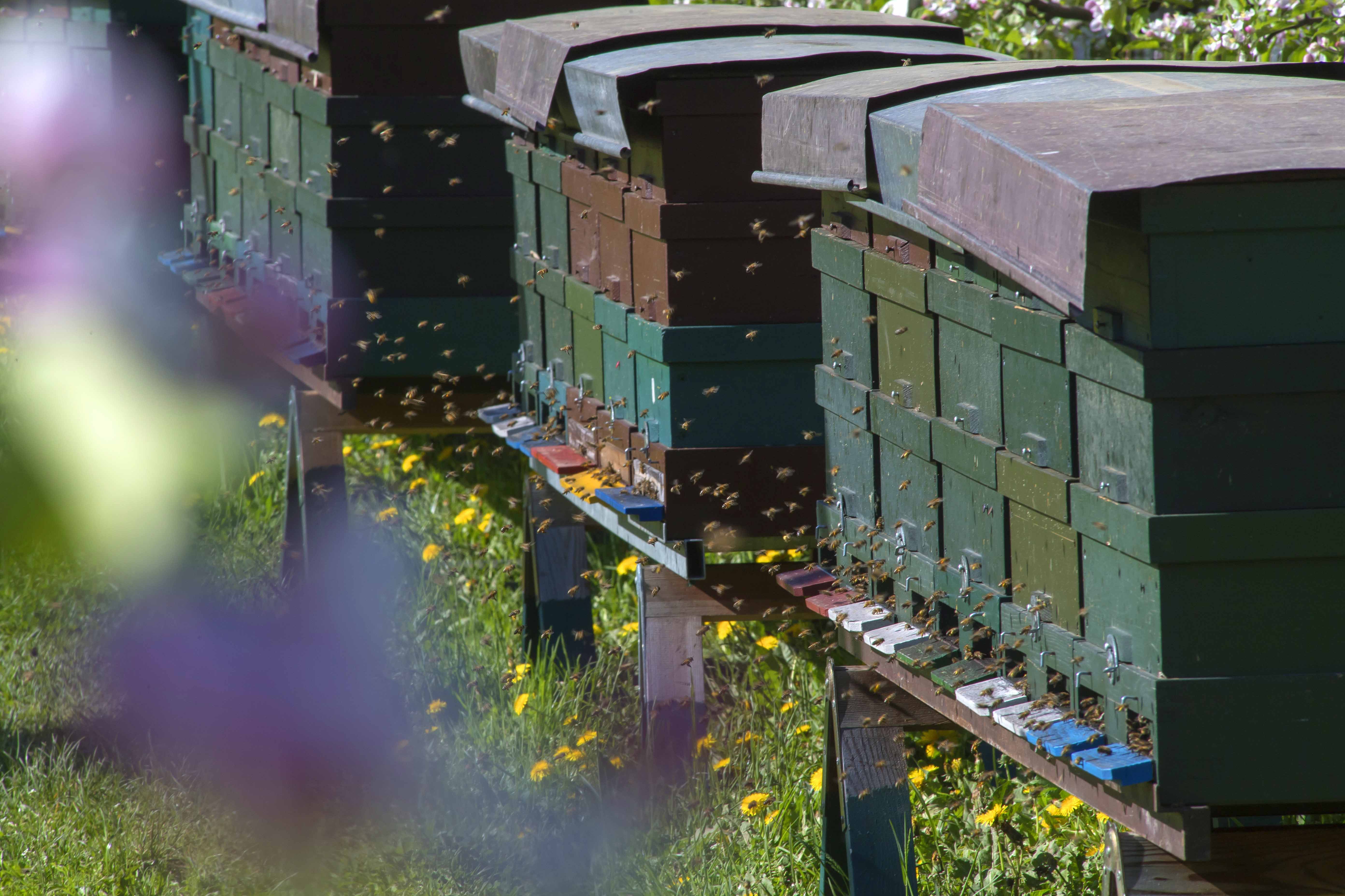Viaggio con bambini - San Martin Dolomites - Bienenlehrpfad Steinegg - Bienenlehrpfad Karneid