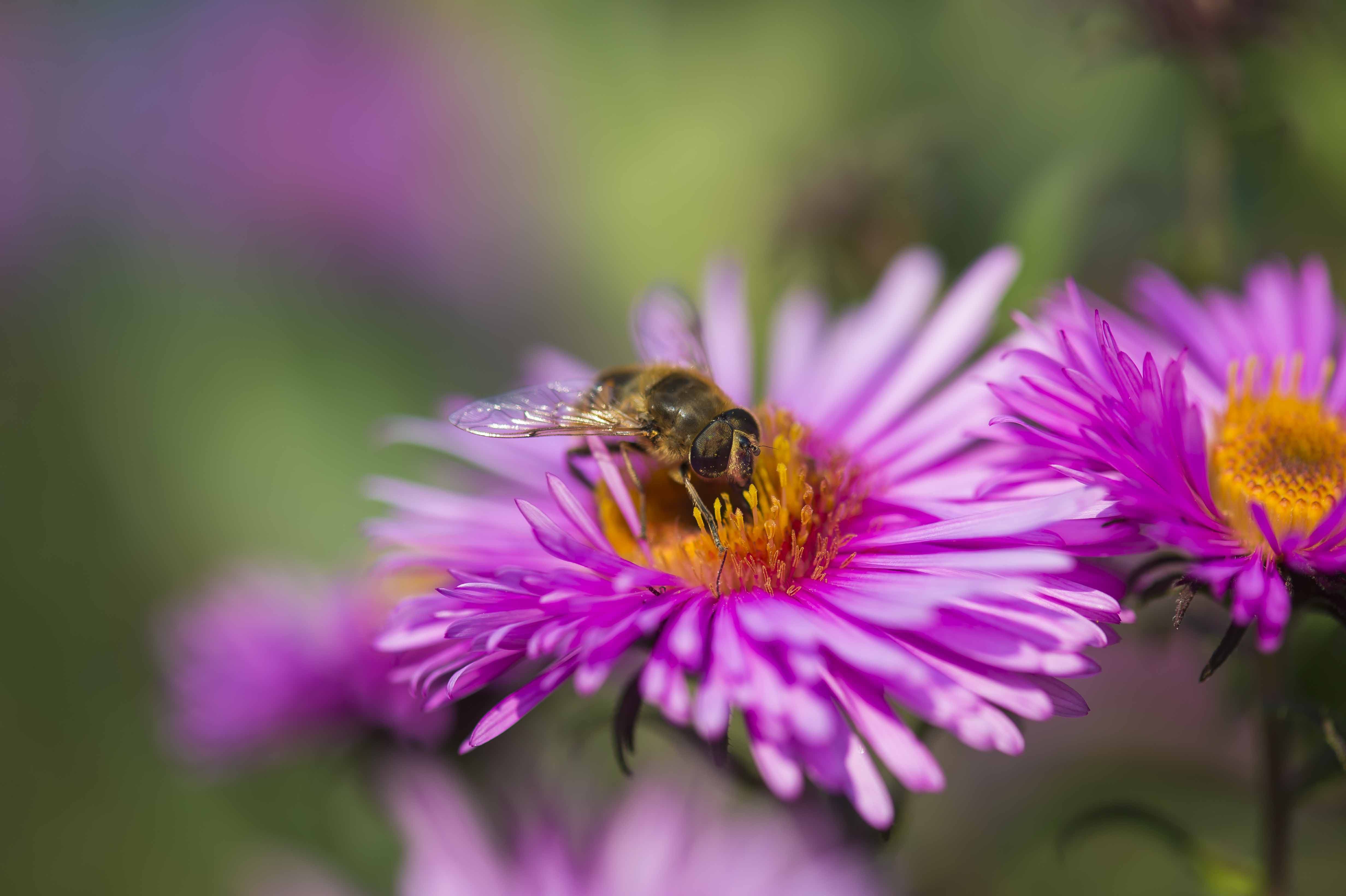 Viaggio con bambini - San Martin Dolomites - Bienenlehrpfad Steinegg - Bienenlehrpfad Karneid