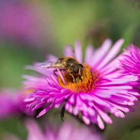 Ausflugsziel: Bienenlehrpfad Steinegg - Bienenlehrpfad Karneid