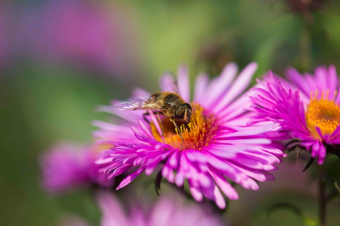 Ausflugsziel: Bienenlehrpfad Karneid
