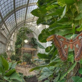 Ausflugsziel: Schmetterlingshaus im Burggarten