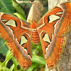 Ausflugsziel: Atlas Attacus - Schmetterlingshaus im Burggarten
