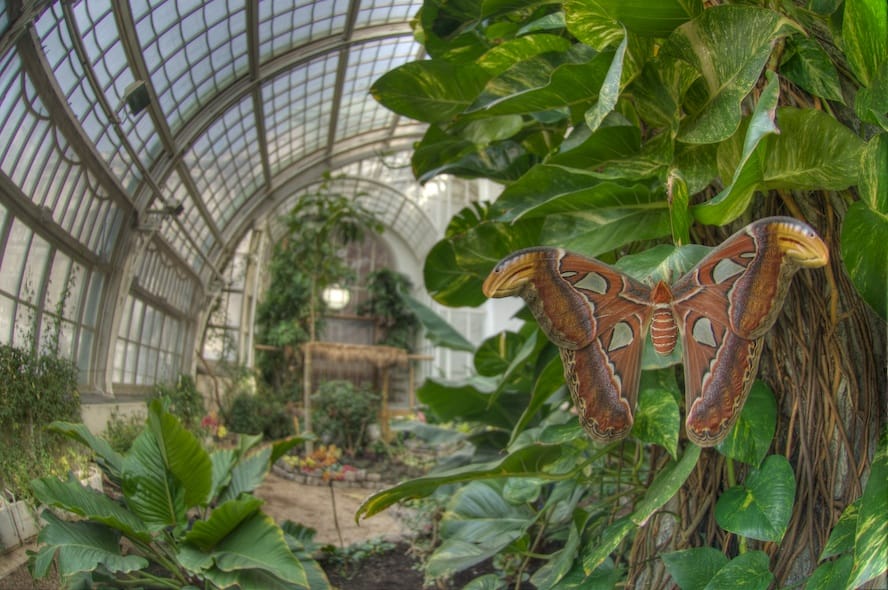 Ausflugsziel: Schmetterlingshaus im Burggarten