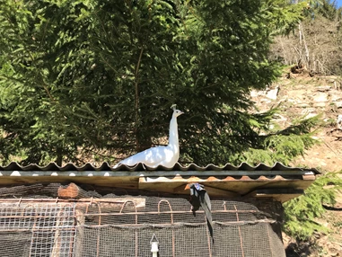 Ausflugsziel: Günster Wasserfall