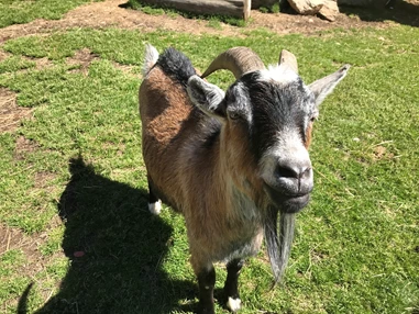 Ausflugsziel: Günster Wasserfall