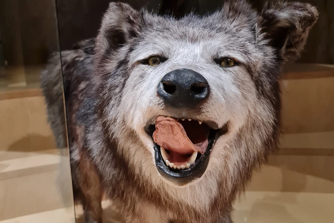 Ausflugsziel: inatura - Erlebnis Naturschau Dornbirn