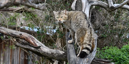 Ausflug mit Kindern - Gerstungen - Emil, Foto B. Bawey - Wildkatzendorf Hütscheroda