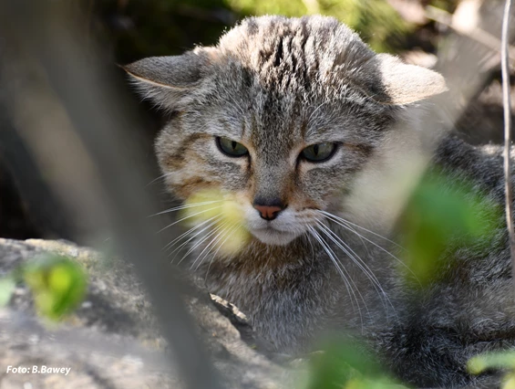 Ausflugsziel: Emil, Foto B. Bawey - Wildkatzendorf Hütscheroda