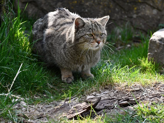 Ausflugsziel: Toco, Foto B. Bawey - Wildkatzendorf Hütscheroda