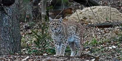 Ausflug mit Kindern - Gerstungen - Luchskuder Looki, Foto B. Bawey - Wildkatzendorf Hütscheroda