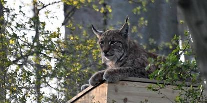Ausflug mit Kindern - Gerstungen - Luchskuder Looki, Foto B. Bawey - Wildkatzendorf Hütscheroda