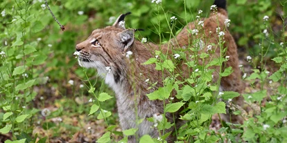 Ausflug mit Kindern - Gerstungen - Luchskatze Kaja, Foto B. Bawey - Wildkatzendorf Hütscheroda