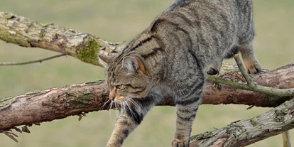Ausflug mit Kindern - Gerstungen - Wildkatzendorf Hütscheroda