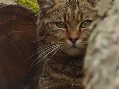 Ausflugsziel: Wildkatzendorf Hütscheroda