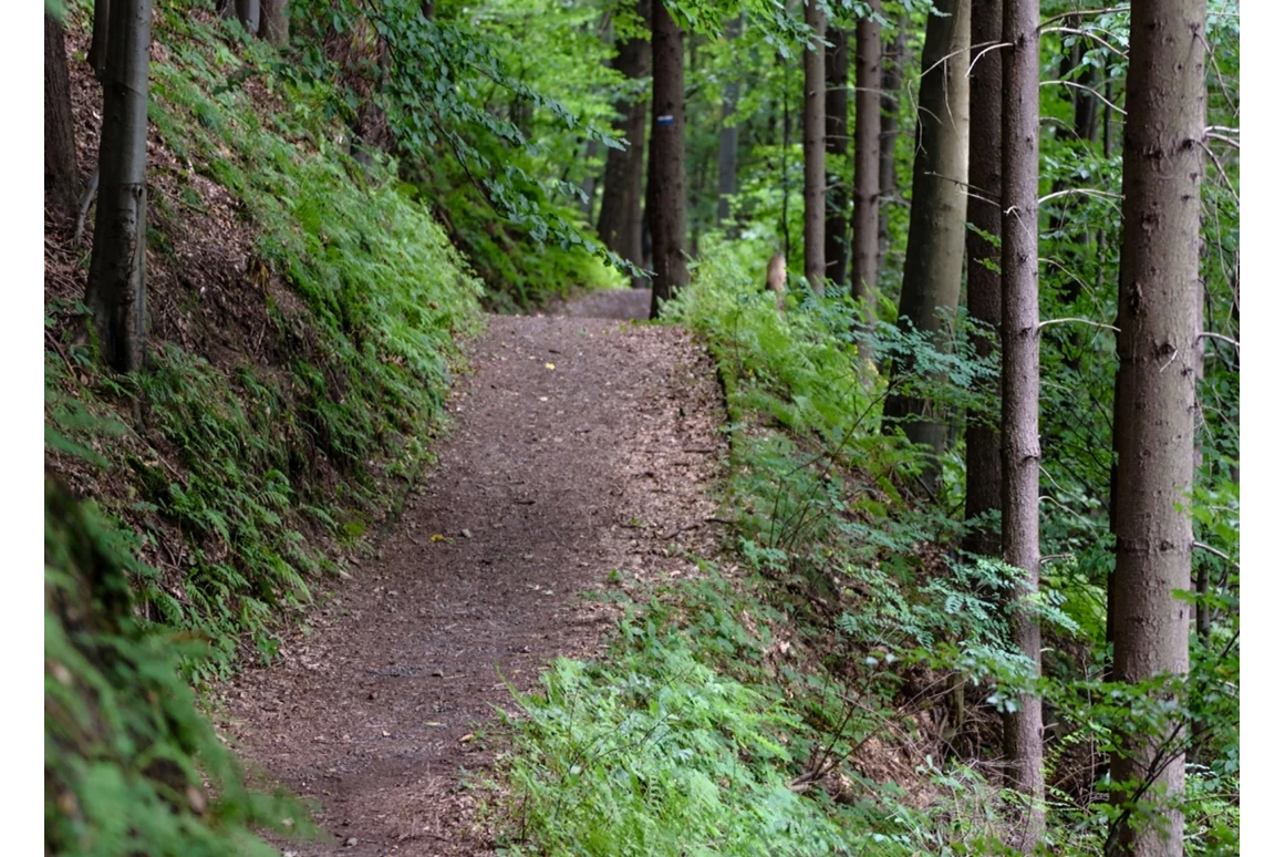 Ausflugsziel: Nationalpark Hainich