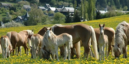 Voyage avec des enfants - Parkmöglichkeiten - Großbreitenbach - Haflinger Gestüt Meura