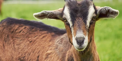 Viaggio con bambini - Blankenhain - Tierpark Gotha