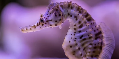 Voyage avec des enfants - Parkmöglichkeiten - Großbreitenbach - Meeresaquarium Zella Mehlis