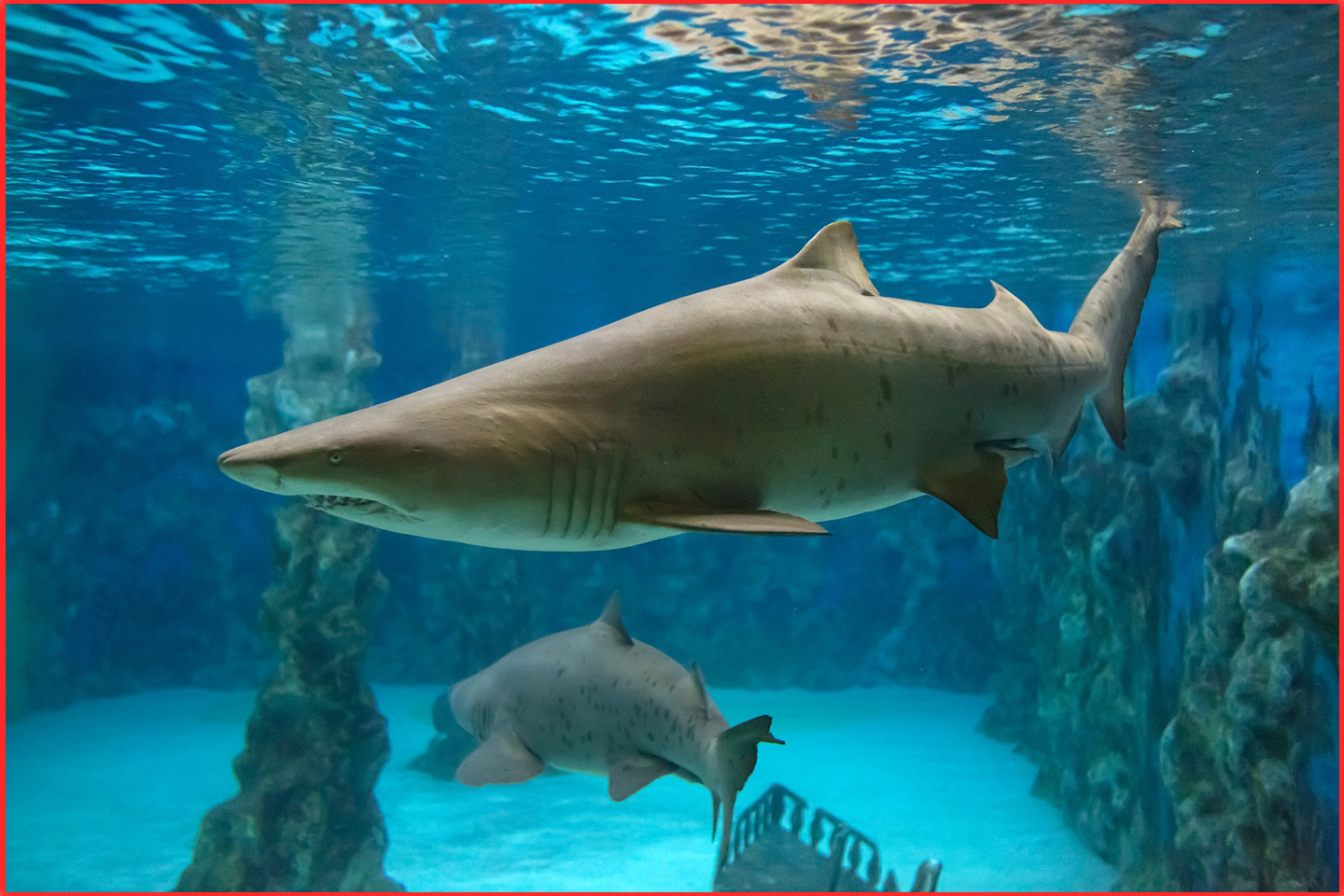 Ausflugsziel: Meeresaquarium Zella Mehlis