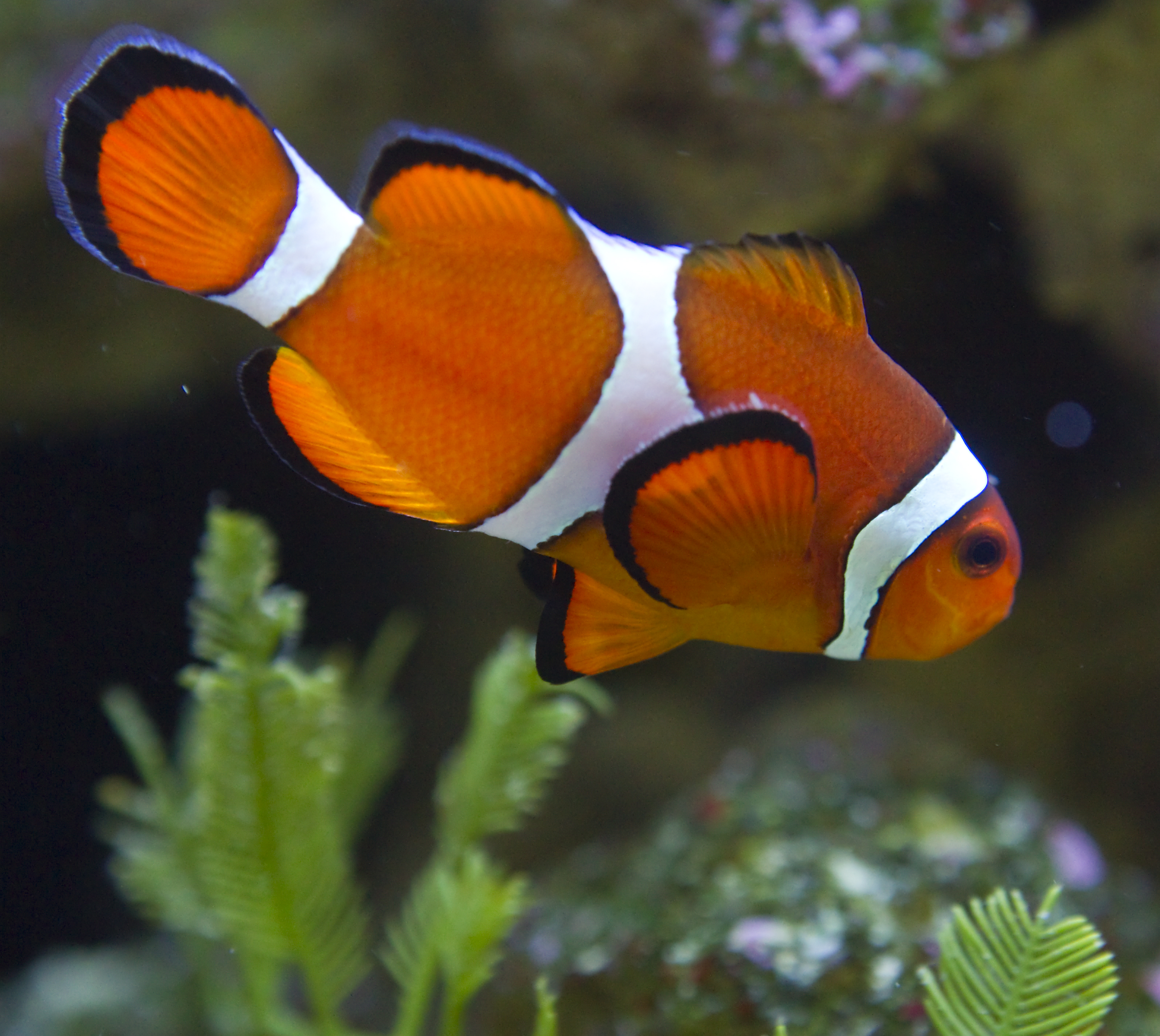 Ausflugsziel: Meeresaquarium Zella Mehlis