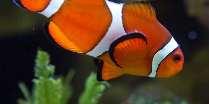 Voyage avec des enfants - Parkmöglichkeiten - Großbreitenbach - Meeresaquarium Zella Mehlis