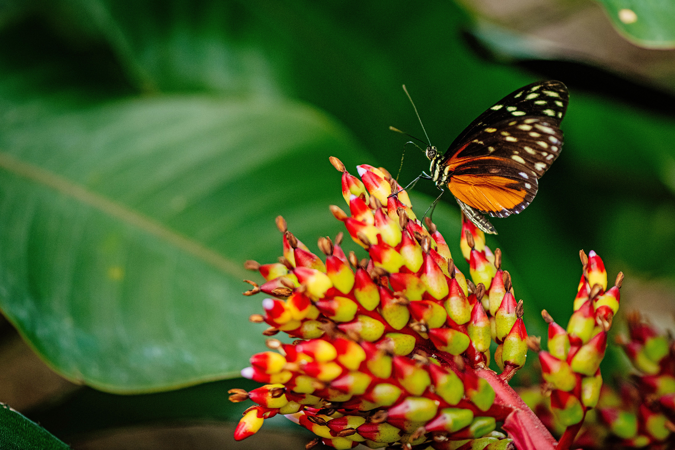 Trip with children - Erfurt - Urwald im Danakil  - egapark