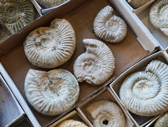 Ausflugsziel: Museum für Ur- und Frühgeschichte Thüringens