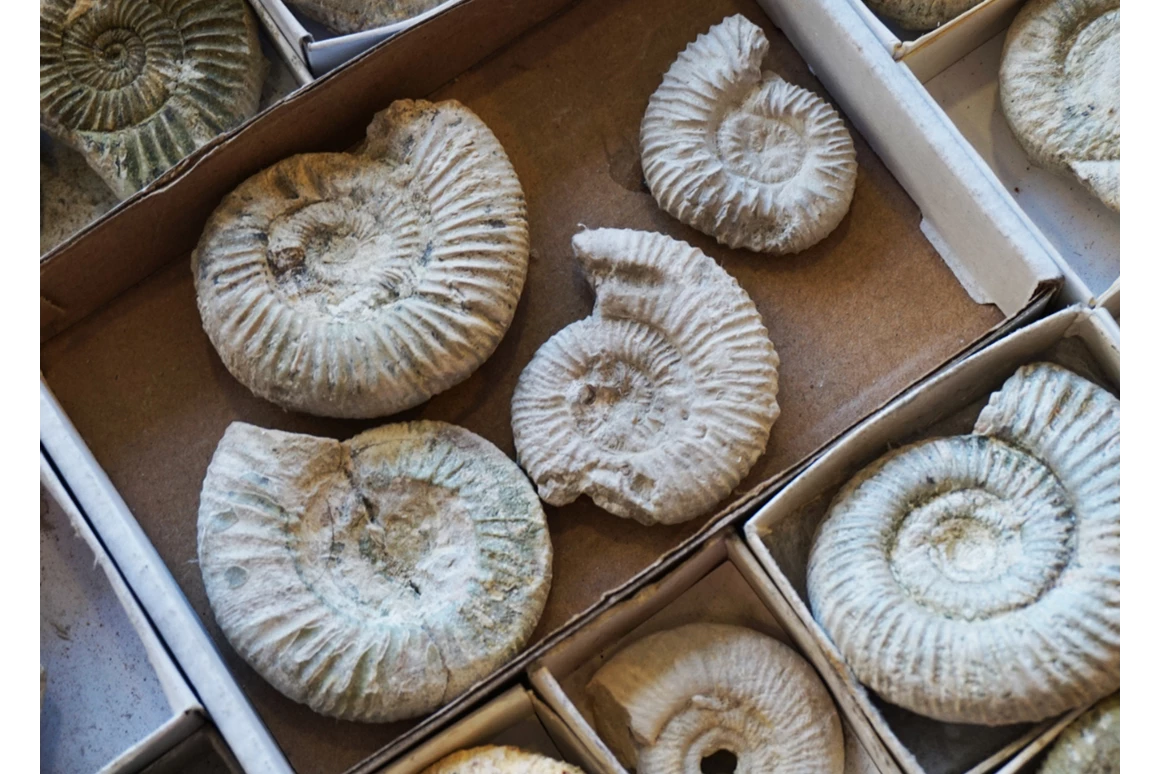 Ausflugsziel: Museum für Ur- und Frühgeschichte Thüringens