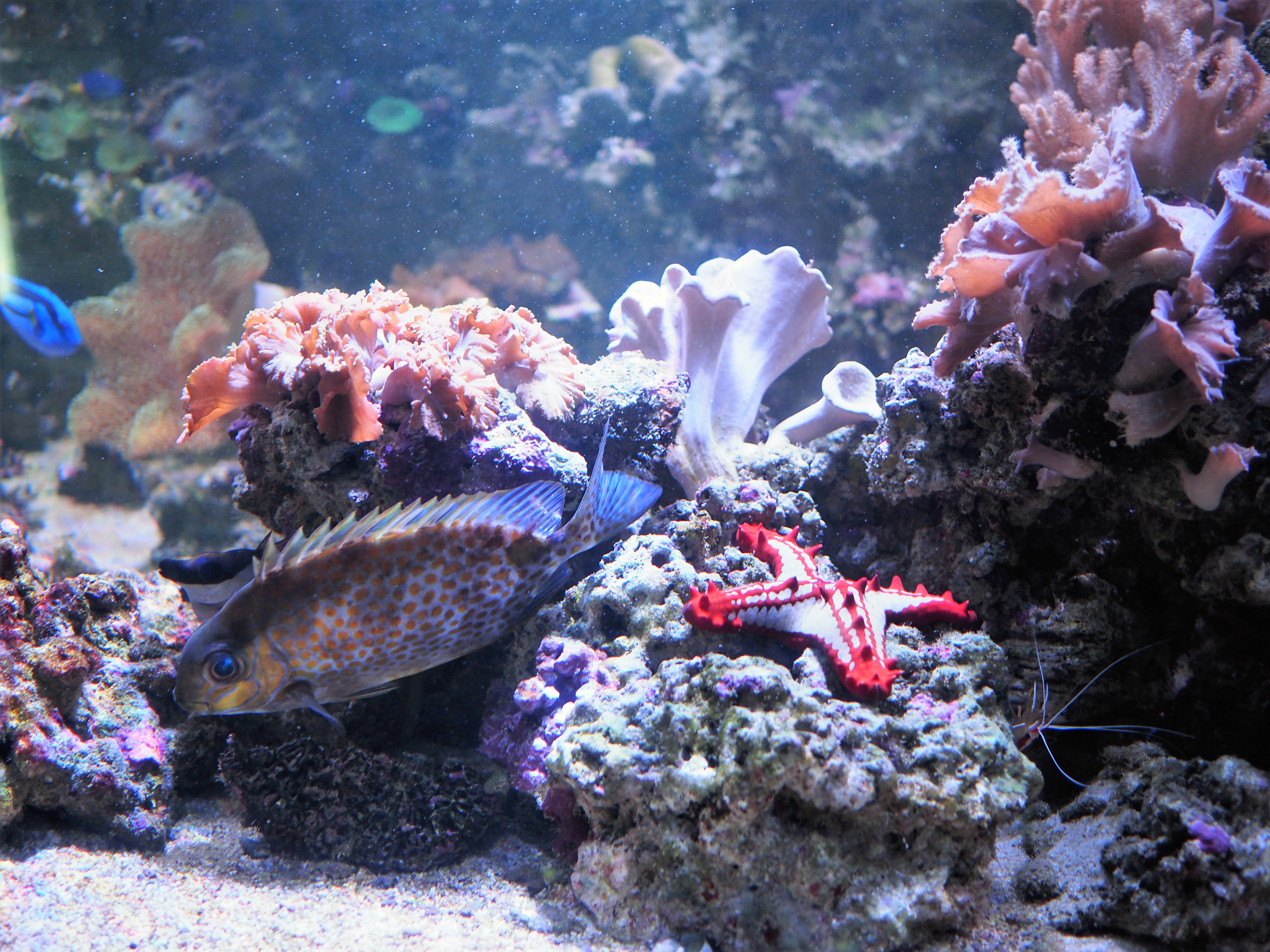 Ausflugsziel: Meeresaquarium-Exotarium Nautiland