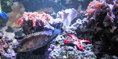 Voyage avec des enfants - Parkmöglichkeiten - Großbreitenbach - Meeresaquarium-Exotarium Nautiland
