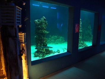 Meeresaquarium-Exotarium Nautiland Highlights beim Ausflugsziel 100T l Haibecken