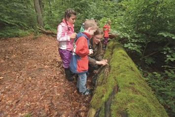 Ausflugsziel: Kinder entdecken die Lebewesen im an Totholz.
 - Wildkatzenkinderwald