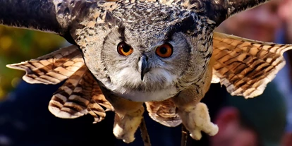 Voyage avec des enfants - Parkmöglichkeiten - Großbreitenbach - Adler- und Falkenhof Niederburg-Kranichfeld