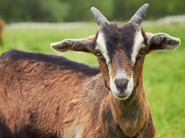 Ausflugsziel: Symbolbild für Ausflugsziel Tierpark Gera. Keine korrekte oder ähnlich Darstellung! - Tierpark Gera
