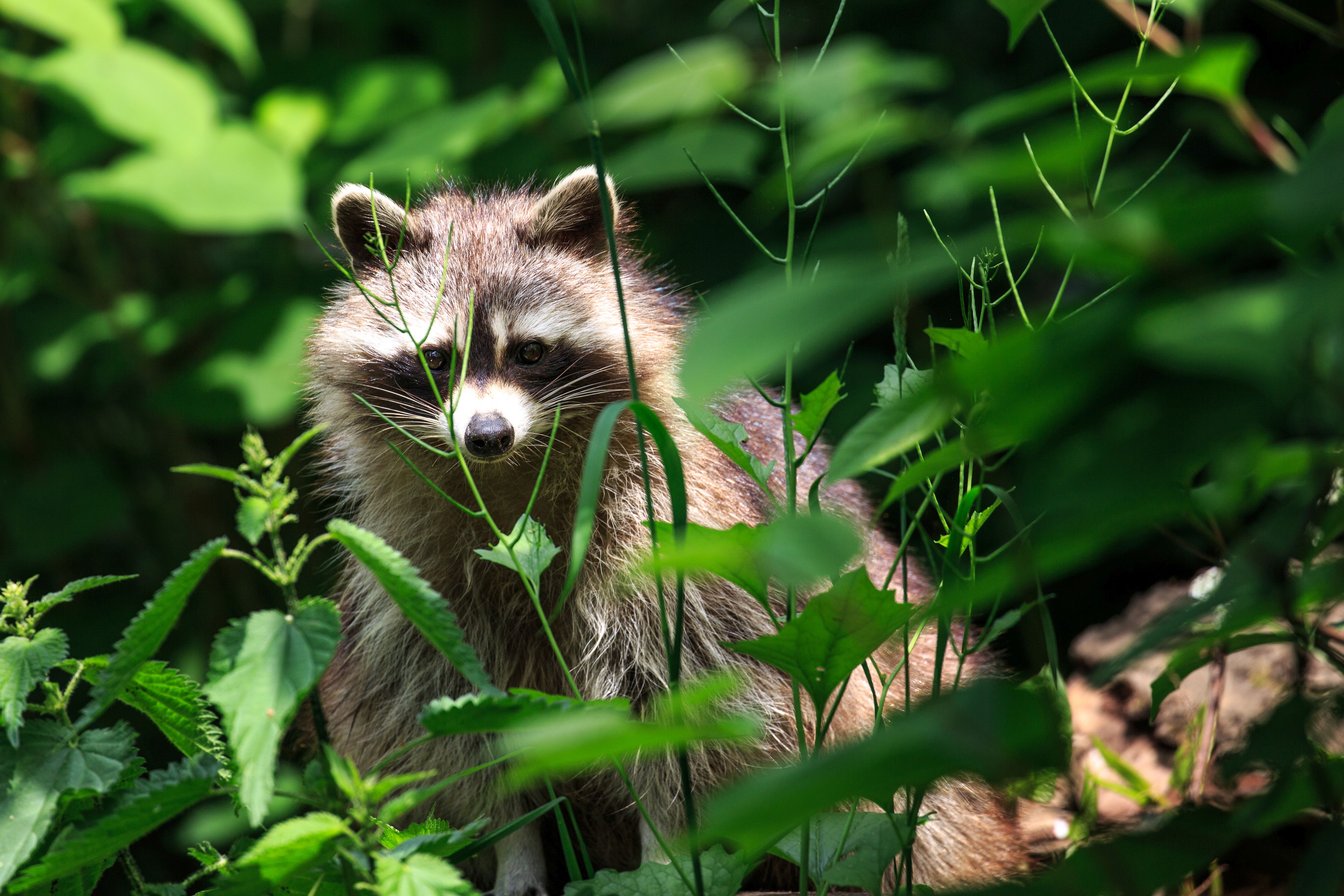 Ausflugsziel: Alternativer Bärenpark® Worbis
