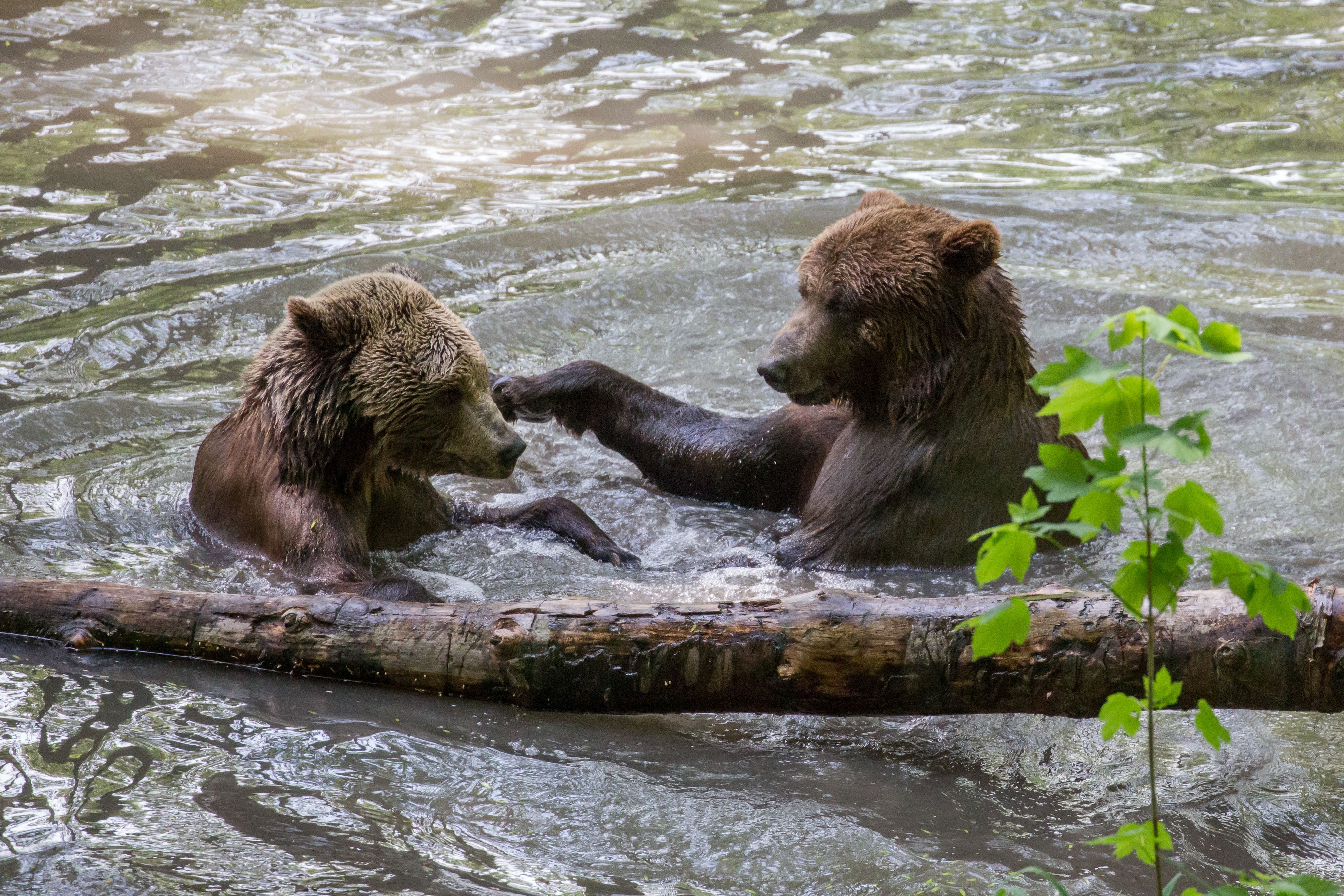 Ausflugsziel: Alternativer Bärenpark® Worbis