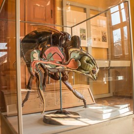 Ausflugsziel: Ausstellung - Biologie der Biene - Deutsches Bienenmuseum