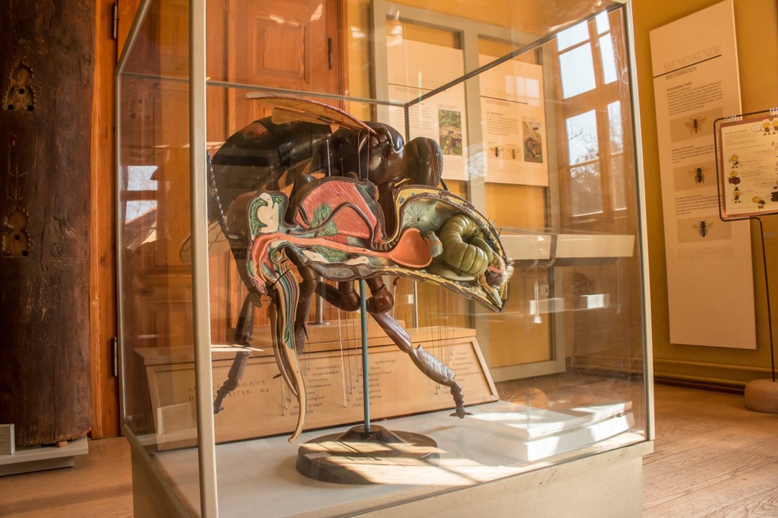 Ausflugsziel: Ausstellung - Biologie der Biene - Deutsches Bienenmuseum