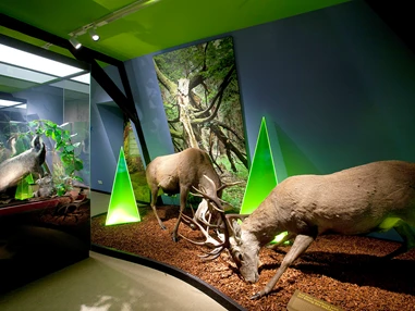 Ausflugsziel: Haus der Natur Goldisthal