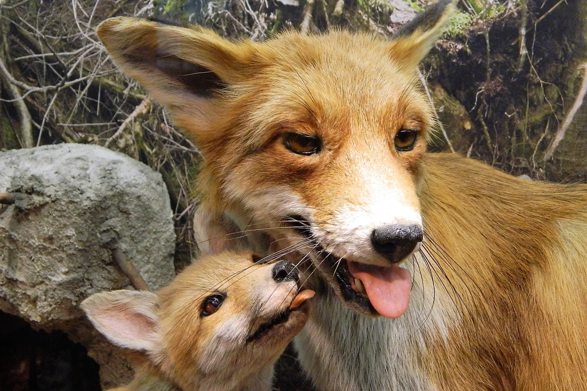 Ausflugsziel: Haus der Natur Goldisthal