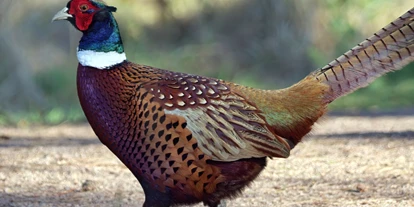 Ausflug mit Kindern - PLZ 14513 (Deutschland) - Alte Fasanerie - Familienfarm Lübars