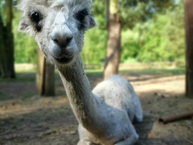 Ausflugsziel: unsere Tiere, ob groß oder klein, freuen sich über Ihren Besuch - Der Dinosaurierpark - Ferienpark Germendorf
