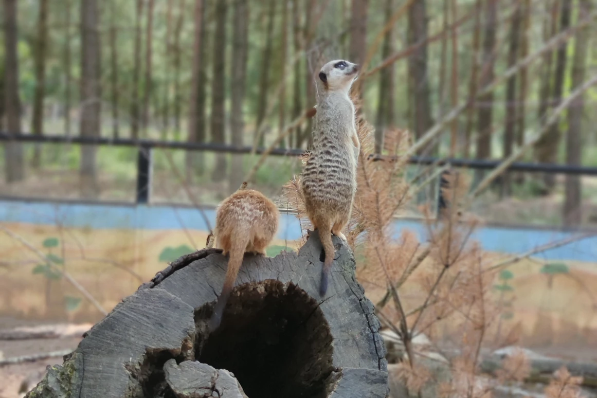 Ausflugsziel: Der Dinosaurierpark - Ferienpark Germendorf