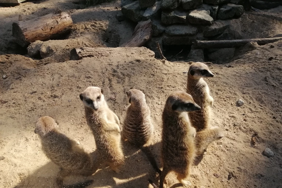 Ausflugsziel: Der Dinosaurierpark - Ferienpark Germendorf