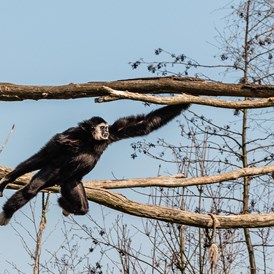 Ausflugsziel: Gibbon  - Der Dinosaurierpark - Ferienpark Germendorf