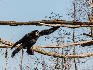 Ausflugsziel: Gibbon  - Der Dinosaurierpark - Ferienpark Germendorf